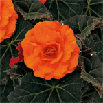 Afbeelding Begonia tuberhybrida Nonstop Orange